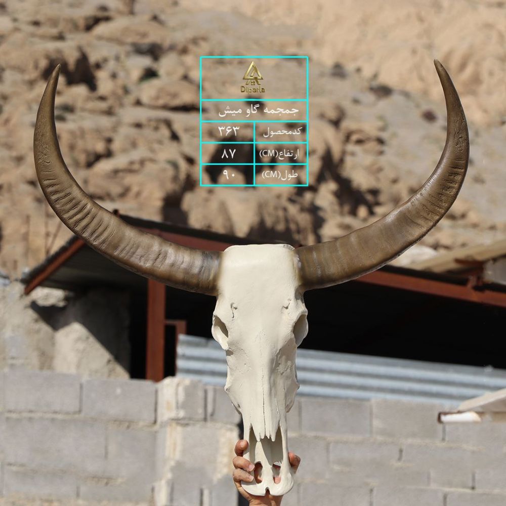 192.jpg سردیس جمجمه گاو میش - Image 1